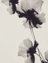 DAFFID